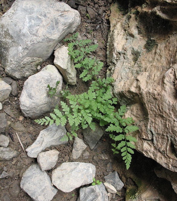 Изображение особи Cystopteris fragilis.