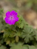 Geranium sanguineum