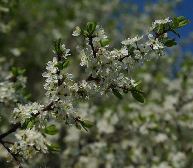 Image of Prunus stepposa specimen.