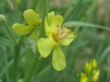 Verbascum lychnitis. Цветок. Украина, г. Запорожье, пос. Солнечный, возле дороги. 24.06.2011.