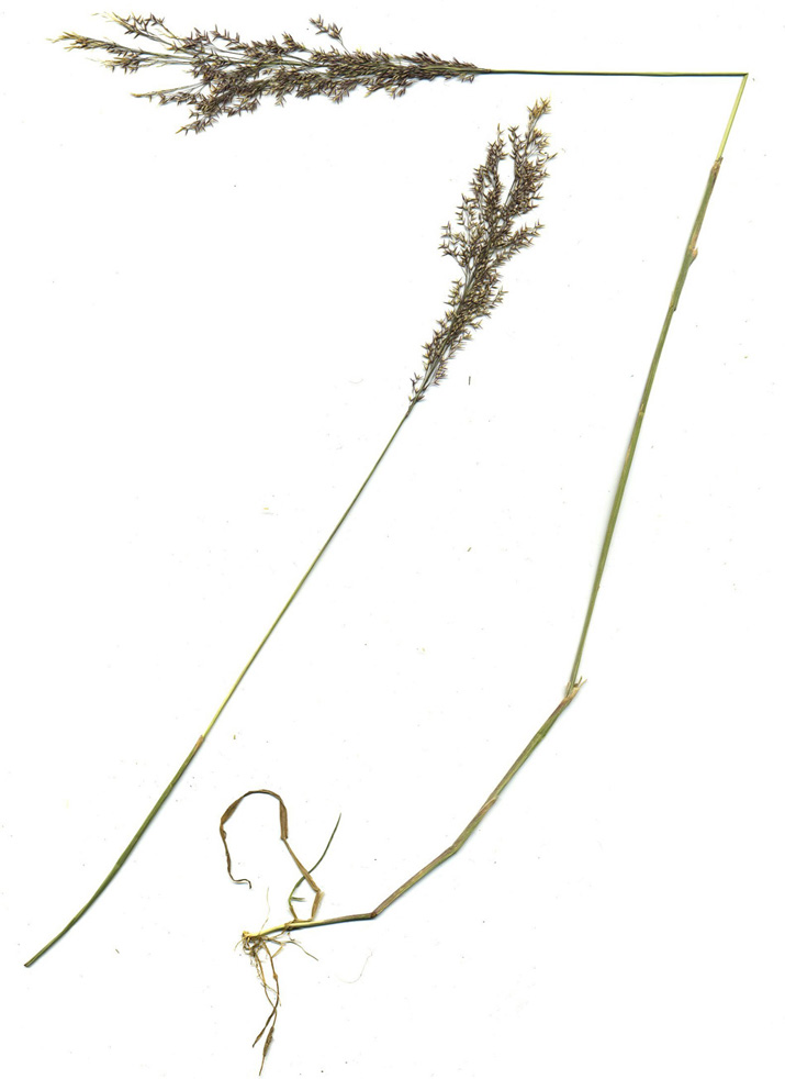 Image of genus Agrostis specimen.