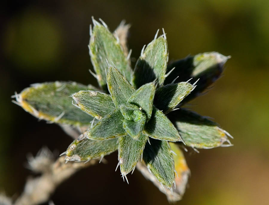Изображение особи Moltkiopsis ciliata.
