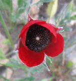 Ranunculus asiaticus