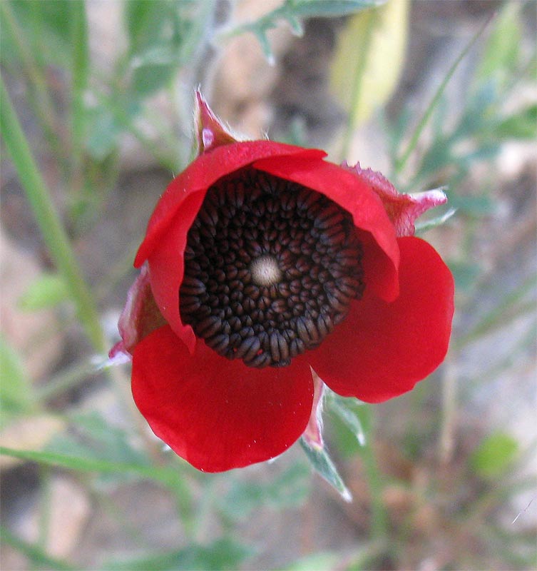 Изображение особи Ranunculus asiaticus.