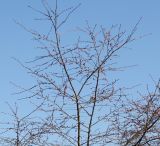 Cerasus sachalinensis