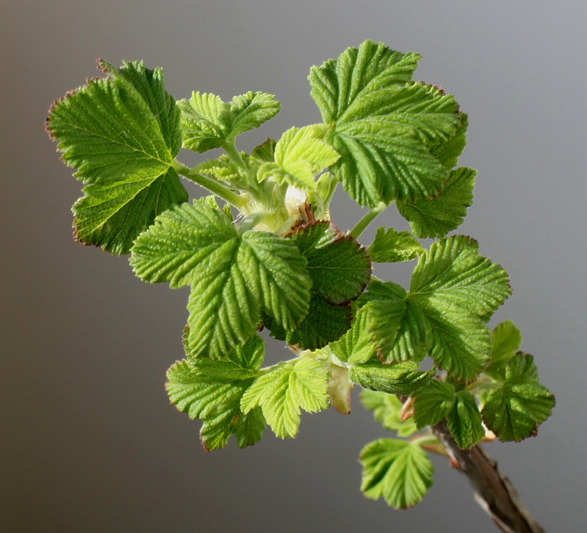 Image of Ribes sanguineum specimen.