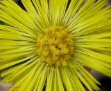 Tussilago farfara