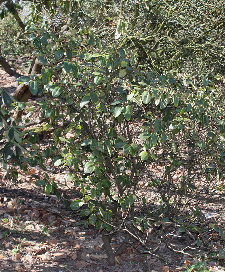 Image of genus Rhododendron specimen.