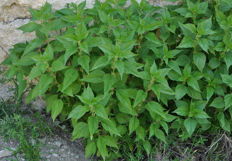 Image of Parietaria officinalis specimen.