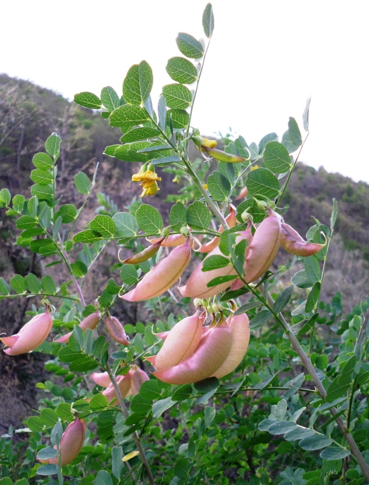 Изображение особи Colutea arborescens.