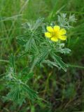 Potentilla argentea