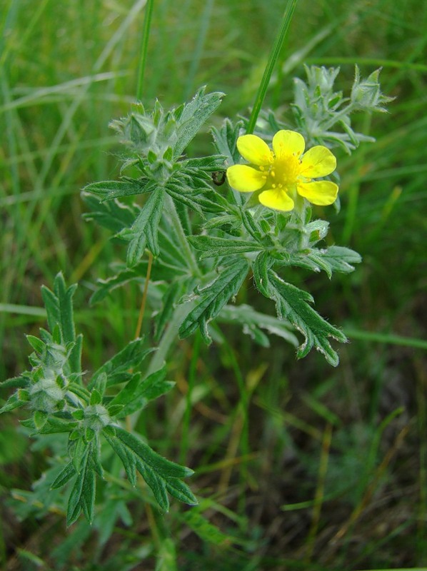 Изображение особи Potentilla argentea.