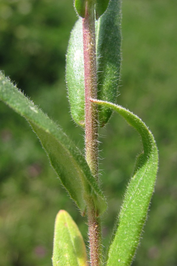 Image of Camelina microcarpa specimen.