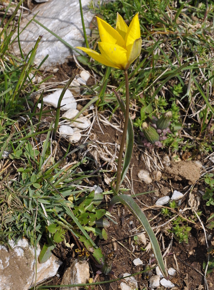 Изображение особи Tulipa australis.