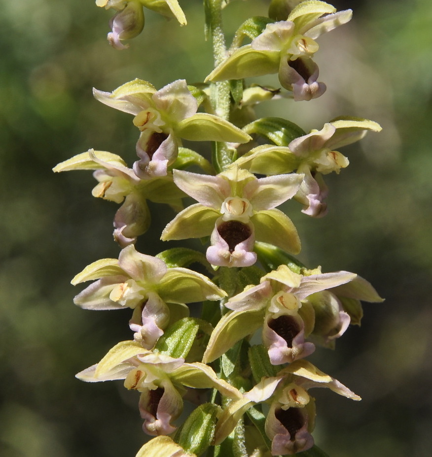 Изображение особи Epipactis helleborine ssp. degenii.