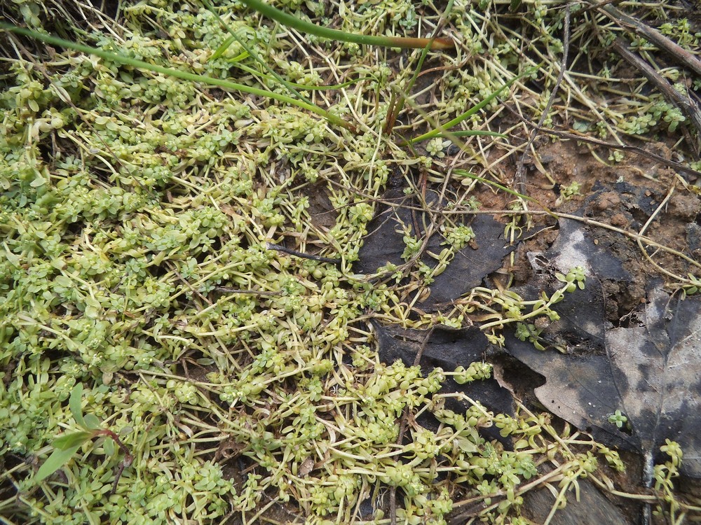 Image of Callitriche cophocarpa specimen.