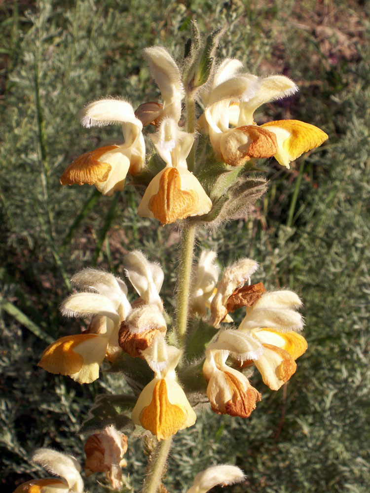 Изображение особи Phlomoides fetisowii.