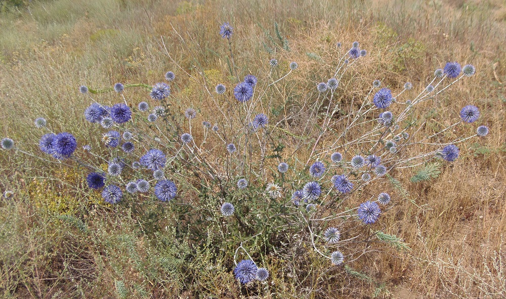 Изображение особи Echinops ruthenicus.