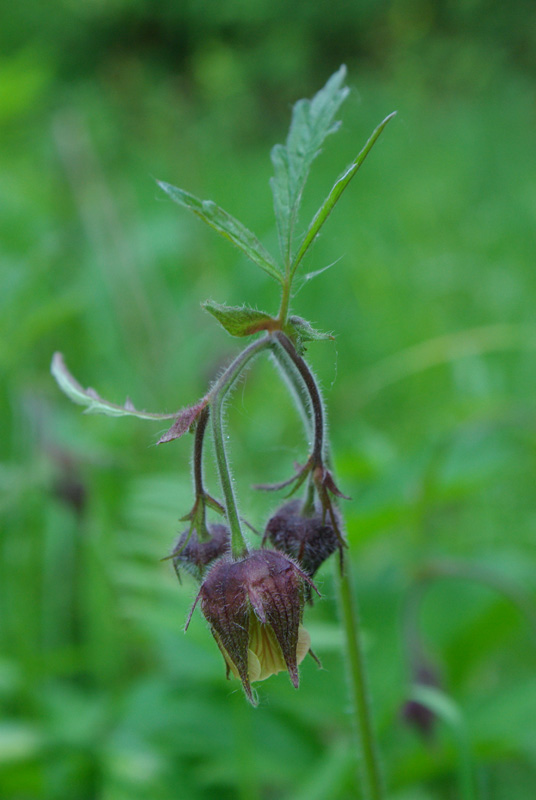 Image of Geum rivale specimen.