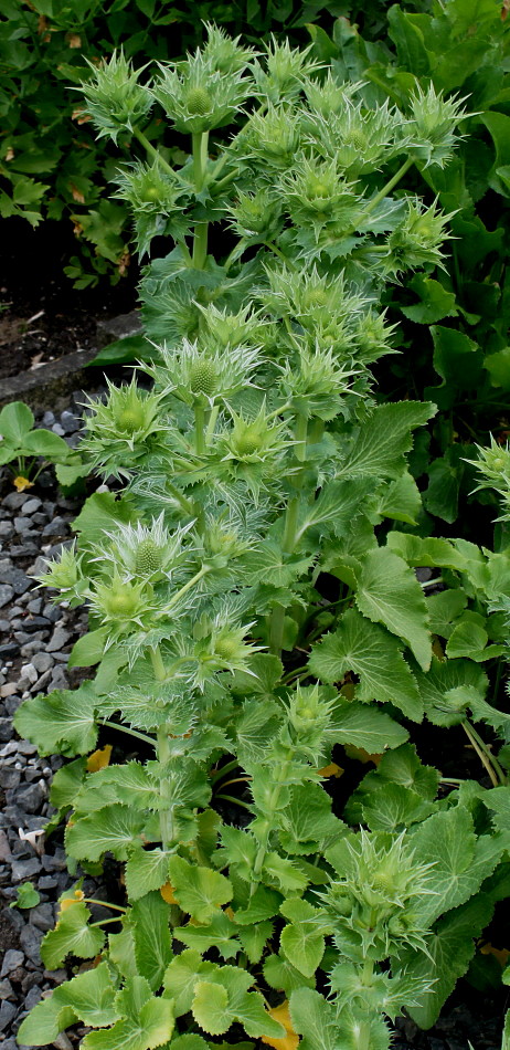 Image of Eryngium giganteum specimen.