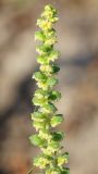 Ambrosia artemisiifolia
