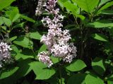 Syringa josikaea