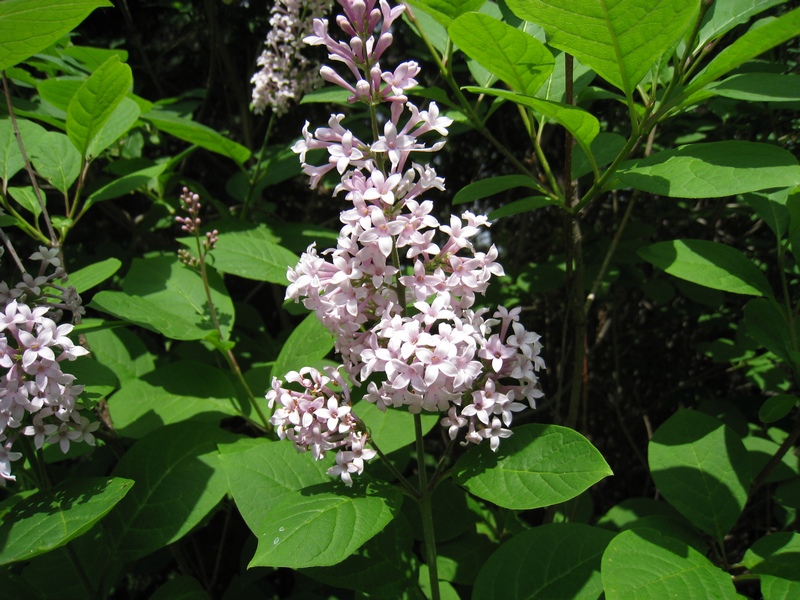 Image of Syringa josikaea specimen.