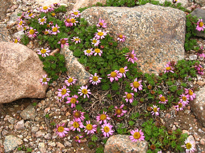 Image of Waldheimia tridactylites specimen.