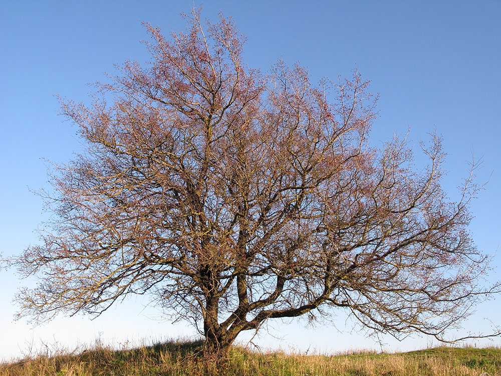 Изображение особи Crataegus rhipidophylla.