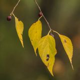 Celtis occidentalis. Побеги с плодами и листьями в осенней окрасе. Ростовская обл., Аксайский р-н, окр. хут. Александровка. 20.10.2013.