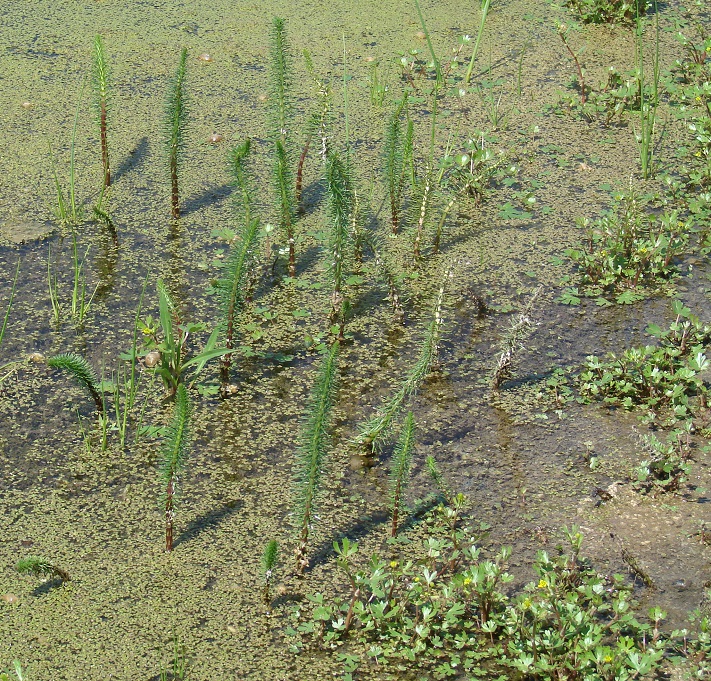 Изображение особи Hippuris vulgaris.