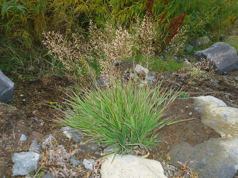 Image of genus Poa specimen.