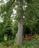 Alnus hirsuta. Ствол и нижняя часть кроны взрослого дерева. Германия, г. Дюссельдорф, Ботанический сад университета. 14.08.2013.