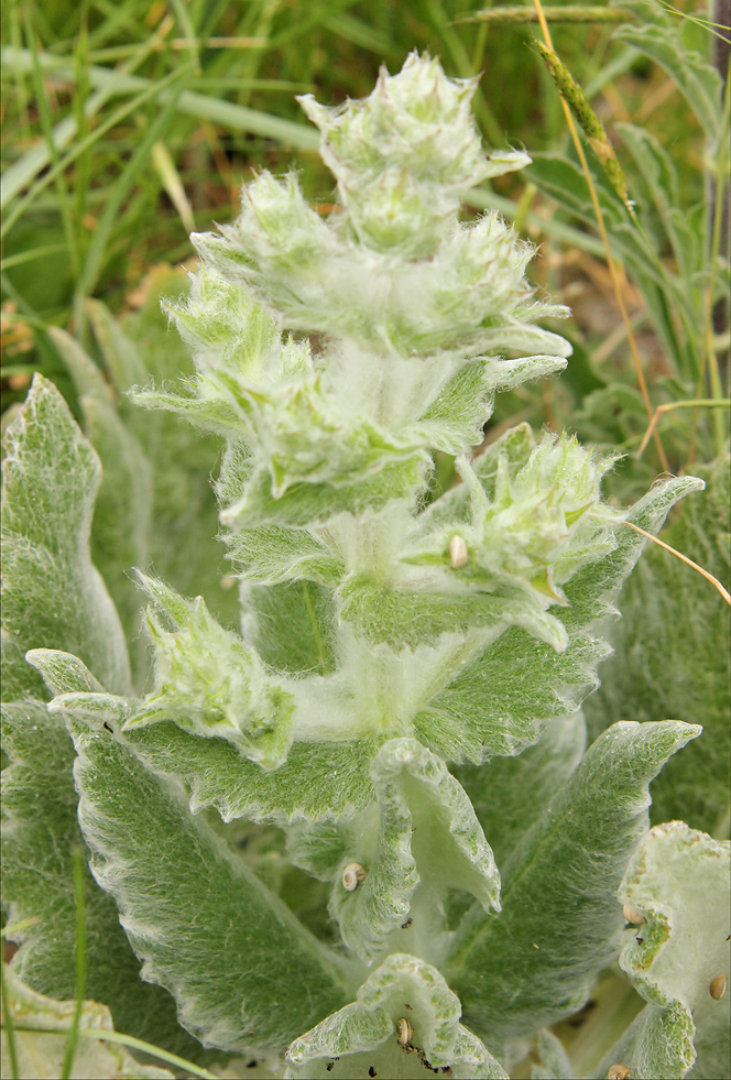 Image of Salvia aethiopis specimen.