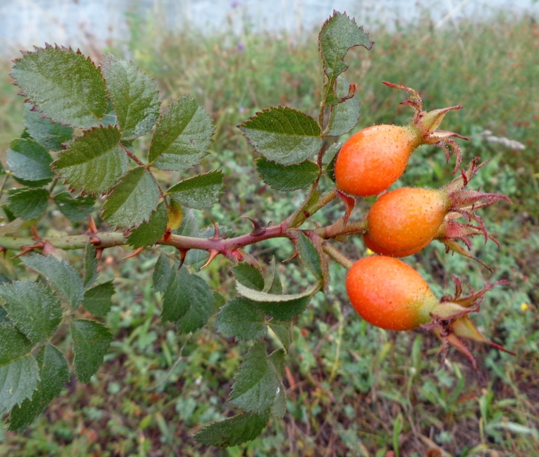 Изображение особи Rosa pulverulenta.