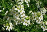 Cardamine prorepens