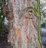Pinus coulteri. Средняя часть ствола. Германия, г. Дюссельдорф, Ботанический сад университета. 02.03.2014.
