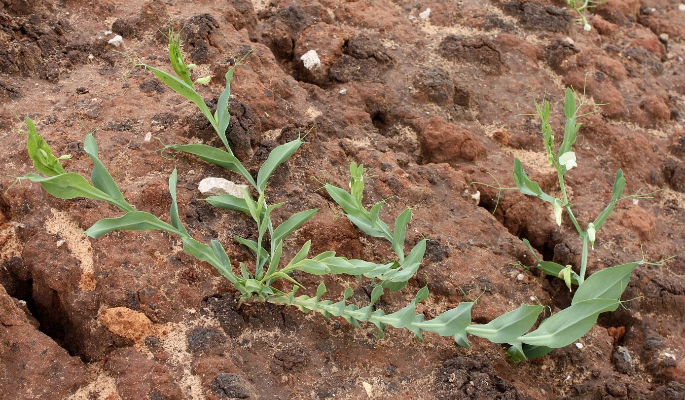 Image of Lathyrus ochrus specimen.