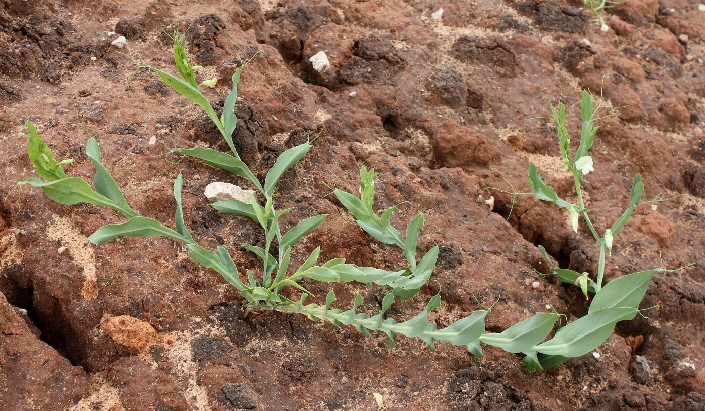 Изображение особи Lathyrus ochrus.