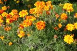 Tagetes patula. Цветущие растения. Восточный Казахстан, г. Усть-Каменогорск, парк, в культуре. 30.09.2012.