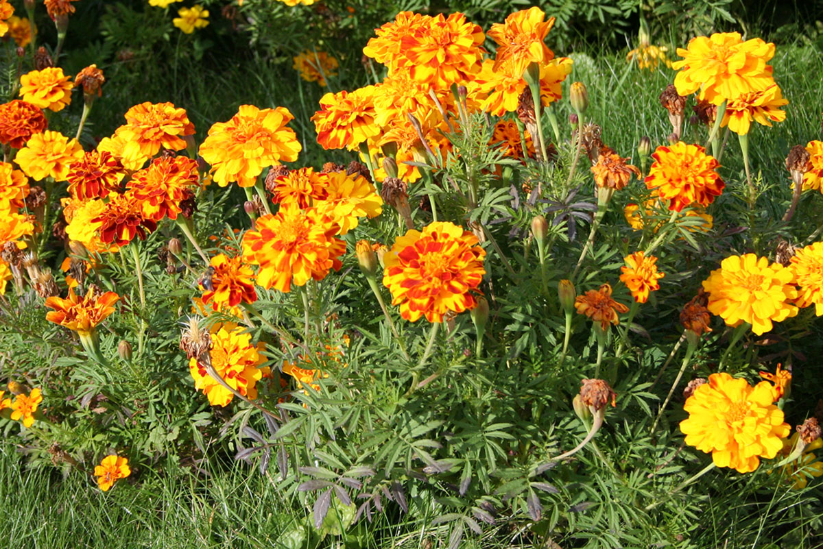 Изображение особи Tagetes patula.