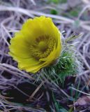 Adonis vernalis