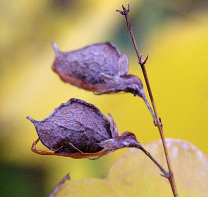 Image of Lespedeza bicolor specimen.