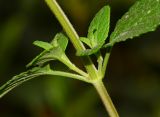 Salvia microphylla