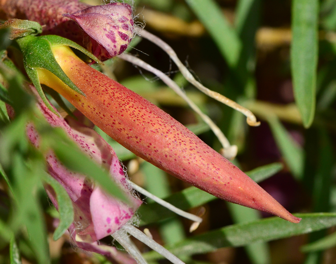 Image of Eremophila maculata specimen.