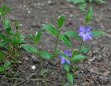 Vinca minor