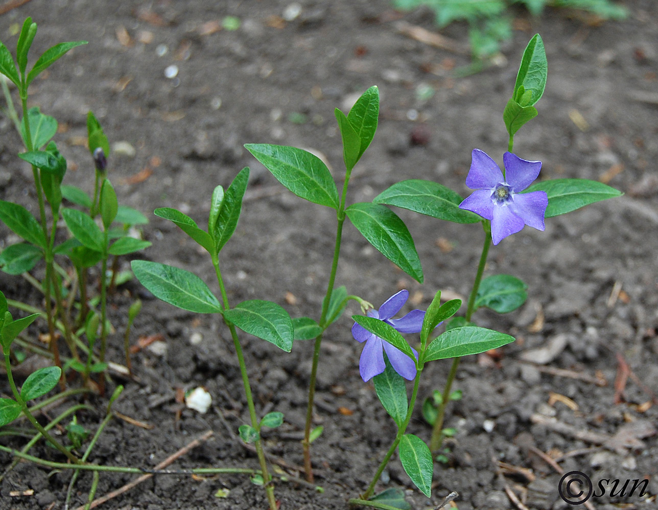 Image of Vinca minor specimen.