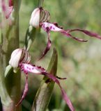 Himantoglossum adriaticum. Цветки. Словения, окр. дер. Грачище (Gračišče), под пологом отдельных деревьев на склоне к дороге. 09.05.2014.