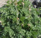 Pulsatilla violacea. Отцветшее растение. Германия, г. Дюссельдорф, Ботанический сад университета. 04.05.2014.