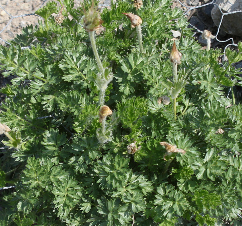 Image of Pulsatilla violacea specimen.